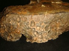 HUGE OLD HEXAGONIA FOSSIL CORAL SLAB   IOWA     13  POUNDS picture