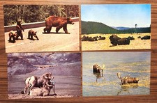 LOT 4 VTG PC POST CARDS~WY YELLOWSTONE~BULL MOOSE~BLACK BEARS~BIGHORN RAMS~BISON picture