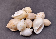 Japanese Bonnet Seashells Spotted (10 shells approx. 1.5+ inches) picture