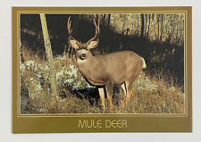 Mule Deer Postcard Unposted picture