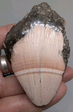 Super Unique Michigan Thomsonite Polished Specimen, Old Stock, 138 Grams 4.8 Oz picture
