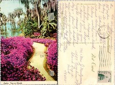 Continental Azalea Trail Path Florida Postcard picture