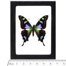 Graphium weiskei REAL FRAMED BUTTERFLY PINK PURPLE BLUE INDONESIA picture