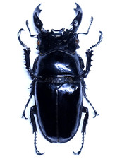 Rare LUCANIDAE XL Mesotopus regius - Cameroon - 68.5mm Big A1 Male stag beetle picture