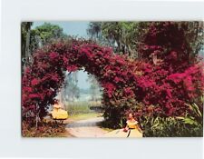 Postcard Arbor of Purple Bougainvillea at Florida Cypress Gardens USA picture