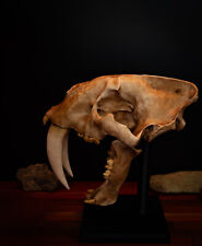 Sabertooth Cat Replica Skull (Full Sized) including display base - FREE delivery picture