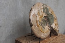 Ammonite Xtra Large Fossil Beauty 14.39 lbs Cephalopod Conch Crystal Speciment picture