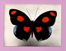 Papillon Catonephele numilia ..... (Ref. i 4725) picture