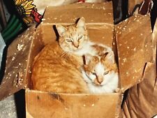 JC Photograph Orange Tabby Cats Friends Kitty Napping Cuddle Old  1980's picture