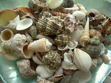 3 Lbs. Pounds Mixed Natural Sea Shells Crafts Aquarium Lot   picture