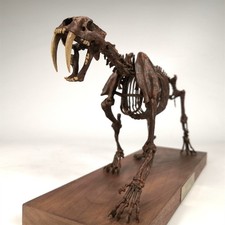 JuShi Studio Smilodon Skeleton Handcrafted Model 1/10 Scale Animal Model New picture