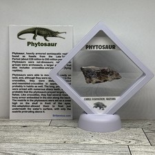 Phytosaur Extinct Prehistoric Reptile Dinosaur Scute Fossil in Display Case picture