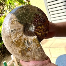 Polished Madagascar Ammonite Fossil Natural Gemstone Spiral Shell Decor  6.3 lb picture