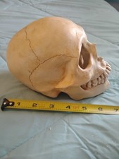 Skull Bd Studio 1995 Denis GREAT piece Ceramic  picture