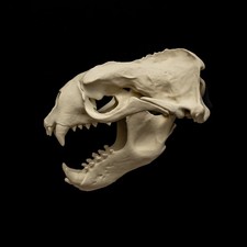Sea Lion Skull Replica Life Size 15