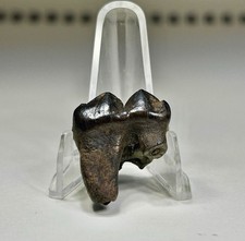 Near 1” Fossil Black Bear Molar North Florida Santa Fe Rv. Rare 🎃 Colors picture