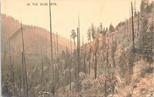 RPPC Walla Walla Washington Scene in the Blue Mountains early 1900s picture