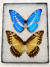 MORPHO CYPRIS A1- MALE & FEMALE MOUNTED RIKER FRAMED  picture