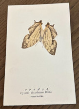Antiq REAL Butterfly Cyrestis Boisd Latin Nawa Entomological Japan 1910 Postcard picture