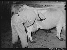 Photo:Tom Green County Texas 1939 Dairy Farm Man Washing Cow Udder Milking picture