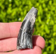 BIG Suchomimus Dinosaur Tooth 1.9” Fossil from Niger Spinosaurus Relative Dino picture