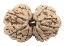 Rare Gauri Shankar Rudraksha - 7 Mukhi - Nepal Bead - IGL Certified picture