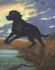 Black Labrador Retriever - Vintage Dog Print - 1970 W. Dennis picture
