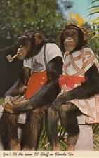 9/Post Card - Florida Zoo / Monkeys in disguise picture
