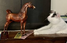 Peter Stone Arabian picture