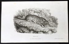 1808 William Darton Original Antique Print of a Wild Cat picture