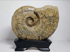 Large Hokkaido Ammonite Fossil Japan 21cm 2.47kg w/ Display Stand picture