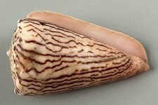 Conus princeps 54.6mm LARGE Rare Striped Cone Shell Tenacatita Mexico F+++ picture