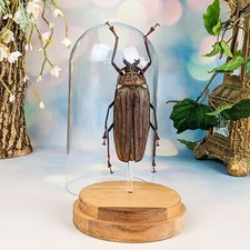 HUGE Longhorn F Buru Islnd Beetle Entomology Taxidermy Oddities Curiosities picture