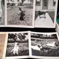 VTG Black & White Snapshot Photographs Lot of 8, Dogs & Family Portraits,1960s  picture