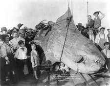 HUGE SUN FISH CATALINA ISLAND FISHING 1910 8.5x11 LUSTER PHOTO PRINT picture