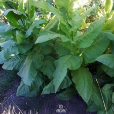 Tobacco Latakia 300+ PCS fresh seeds, Nicotiana tabacum, Tobacco seeds picture