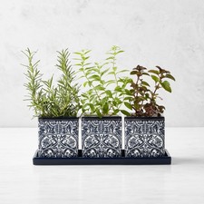 Morris & Co. x Williams Sonoma Bluebell Herb Planter Set picture