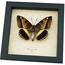 Castnia athis superba Female Rare Silkmoth Moth Framed Taxidermy Display picture
