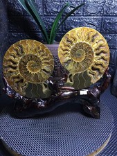 6.13LB A pair of Natural ammonite fossil conch Crystal specimen healing+stand picture