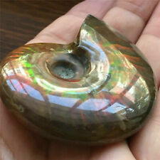Natural Crystal Iridescent Ammonite Ammolite Facet Specimen Spotted Snail Fossil picture