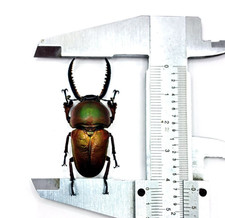 Lamprima adolphinae single male 42+mm stag beetle. RARE COLOR picture