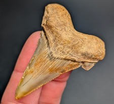 Gorgeous Rare Auriculatus Shark Tooth 100% Natural Flint River Basin Georgia picture