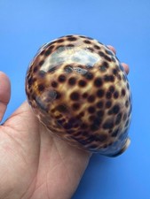 118.1mm | Cypraea Tigris | F+++|SUPER GIANT size| YELLOW color |RARE picture