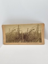 1886 B.W. Kilburn Stereoview Card Tornado Lafayette Park St. Louis Missouri picture