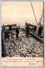 Postcard Puget Sound WA Scow of 14,000 Sockeye Salmon 1906 picture