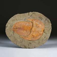 Genuine Trilobite (Ptychopariida) fossil on Matrix with acrylic display stand (2 picture
