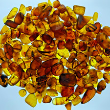 Genuine Burmese Amber - 1x Random Piece - Guaranteed Insect Inclusion - Fossil picture