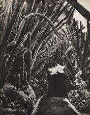 1940s Vintage BRASSAI Nuns Exotic Garden Monaco Cactus Photo Gravure Art 12X16 picture