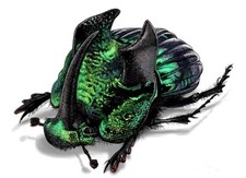 Phanaeus demon MALE scarab dung beetle green form Guatemala PINNED picture
