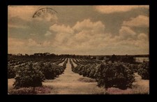 1934 PPC Florida Orange Groves - L14921 picture